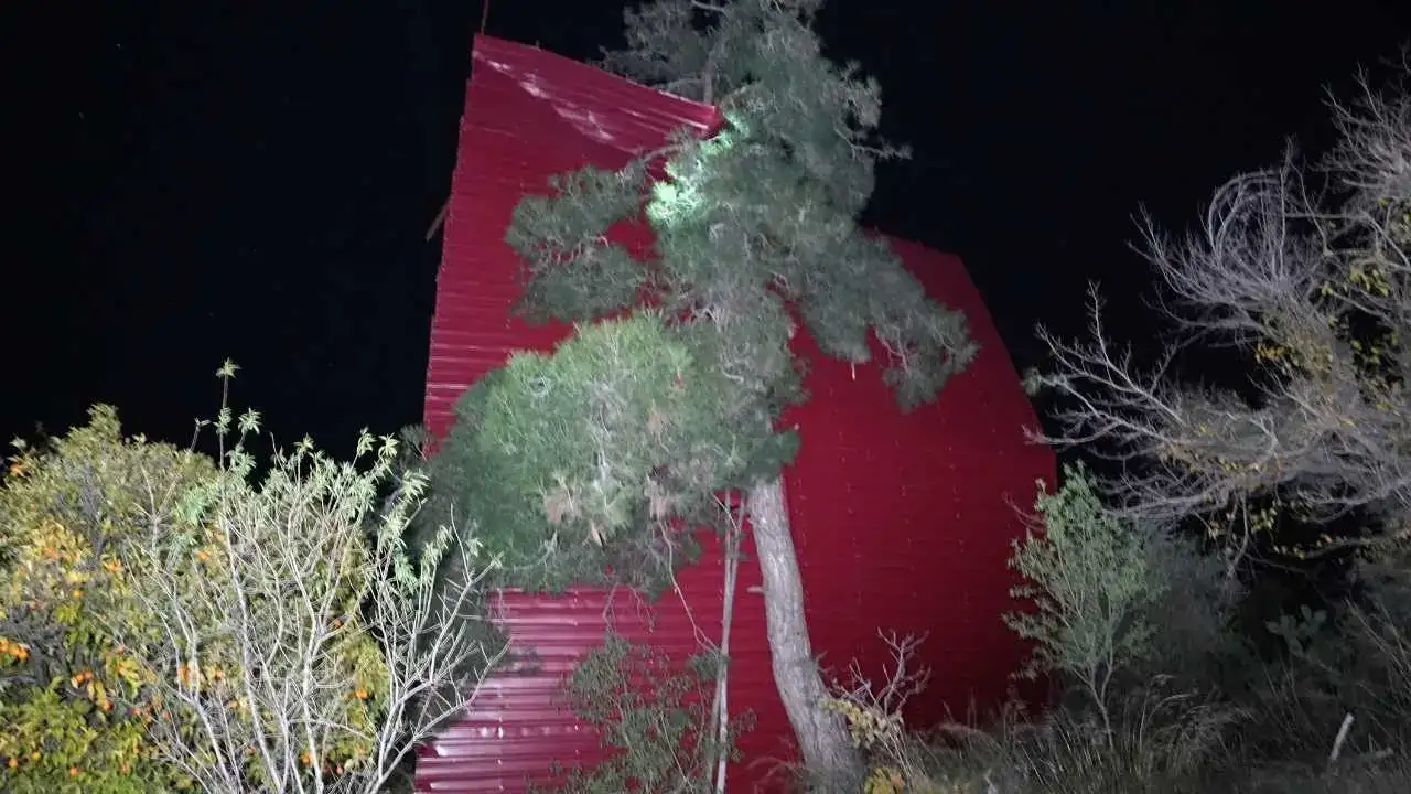 Mersin’de Şiddetli Fırtına Asırlık Ağacı Kökünden Söktü! 1